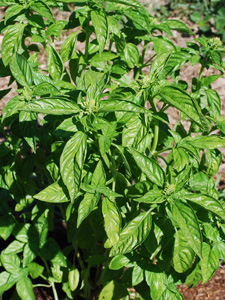 Genovese Basil