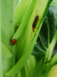 Ladybug and Leatherback Beetle probe for Aphids