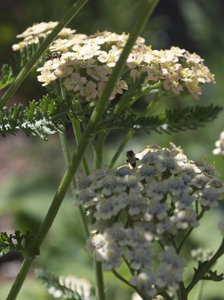 Parasitoid Wasps on <em>Achillea</em>