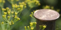 Aphid Wasp on Dill Flowers—Size Comparison