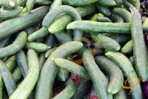 'Chinese Snake' Cucumber is a prolific, burpless Chinese cucumber.