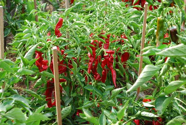 'Jimmy Nardello' Heirloom Italian Frying Pepper 1