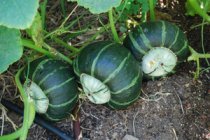 Growing Squash—‘Bonbon’ Buttercup