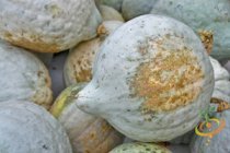 'Hubbard Baby Blue' Heirloom Winter Squash