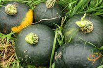 Winter Squash Varieties—‘Burgess’ Buttercup