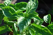 Growing Basil—‘Genovese’