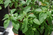 Growing Basil—‘Lime’