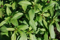 Growing Basil—‘Siam Queen’ Thai