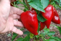 'Lipstick' Red Pimiento Peppers