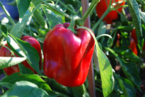 Pepper Variety 'Vidi' 1