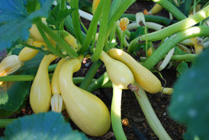 'Crookneck' Summer Squash, a Summer Classic