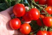 Salad Tomato Varieties—'Stupice' produces loaded trusses of small, red salad tomatoes