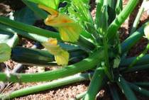 Growing Zucchini—‘Raven’