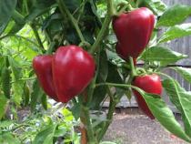 'Pequillo' pimiento peppers are a fall classic in the Navarre Valley, Spain.  Roasted over beechwood fires they're smoky, sweet, slightly tart, and with just a kiss of heat.  There's nothing quite like them.