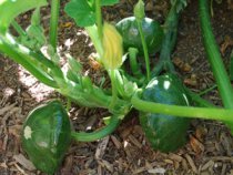 'Starship' patty pan squash are deep green and meaty.