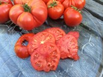 Salad Tomato Varieties—'Pantano Romanesco' is a delicious, medium-sized red slicing tomato