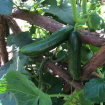 'Green Fingers' Persian Cucumbers