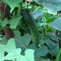 'Straight 8' heirloom slicing cucumber