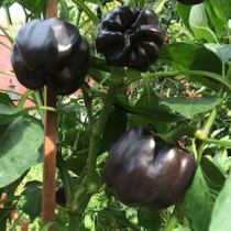 Pepper Varieties-'Chocolate Bell'