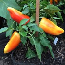 'Faher Ozon' paprika peppers are stunning in the landscape, with their 5-6