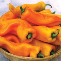 'Gatherer's Gold' Italian Marconi Frying Peppers