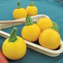 Summer Squash Varieties-'One Ball'.