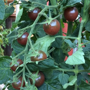 Tomato Varieties—'Black Cherry' on the Vine