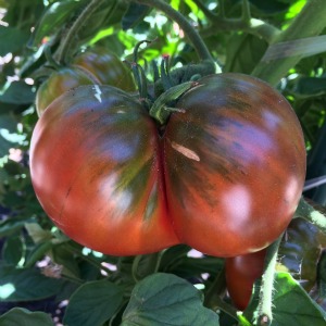 Beefsteak Tomato Varieties—'Black Krim' is a beautiful, juicy heirloom beefsteak slicing tomato that's my wife's favorite tomato