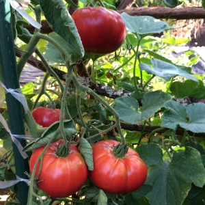 Beefsteak Tomato Varieties—'Caspian Pink' is a beautiful, juicy heirloom beefsteak slicing tomato that's my wife's favorite tomato