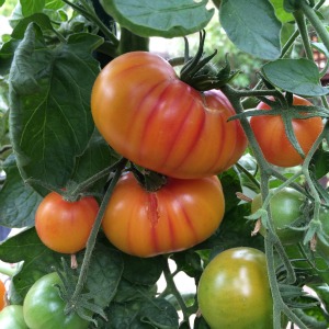 Beefsteak Tomato Varieties—'Hillbilly' is an orange heirloom beefsteak tomato with red streaks through its flesh, almost like a peach.