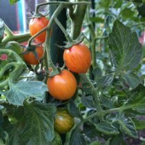 Tomato Varieties—'Sunrise Bumble Bee' on the Vine