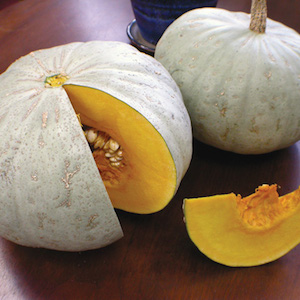 Winter Squash Varieties—‘Sweet Meat'