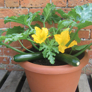 'Patio Star' is a compact zucchini that's great for growing in containers.