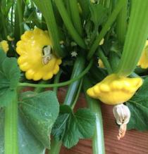 'Sunburst' Patty Pan Summer Squash are a bright, sunny yellow.