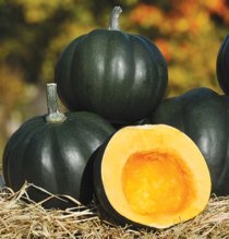 'Honey Bear' Acorn Squash