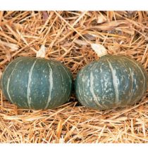 Winter Squash Varieties—‘Cha Cha' is one sweet, flaky kabocha squash.