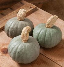 Winter Squash Varieties—‘Shokichi Shiro' produces small, 1-1 1/2 lb (3/4 kg) kabocha squash.