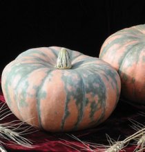 'Speckled Hound' Heirloom Winter Squash