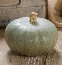 Winter Squash Varieties—‘Winter Sweet' is one of the best winter squash we've tried.  Blue-grey skin, long keepers, sweet, flakey, orange flesh.