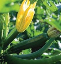 'Dunja' is a deep green, glossy zucchini that grows on compact, bushy plants.