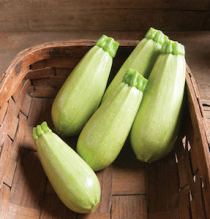 'Magda' is a pale green, squat Middle Eastern cousa-type squash that's dense and flavorful.