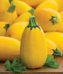 'Golden Egg Hybrid' Summer Squash