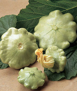 'Peter Pan' patty pan summer squash produces pale green, dense patty pan squash that are perfect for grilling.