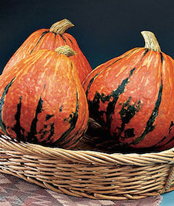 'Lakota' heirloom winter squash are large and colorful, orange splotched with green streaks.