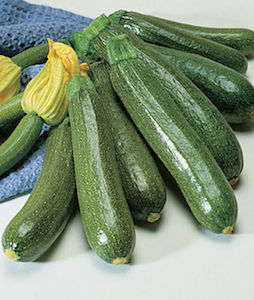 'Fordhook' is an heirloom zucchini variety that's been around for years.