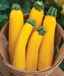 'Gourmet Gold' is a bright yellow zucchini.