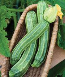 'Italian Ribbed' zucchini produce light green zucchini with pronounced ridges, so slices are star-shaped.
