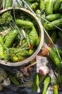 'Homemade Pickles' Pickling Cucumbers