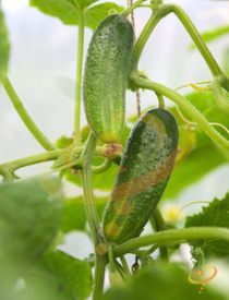 'Spacemaster' Slicing Cucumbers are compact and ideal for container gardens.