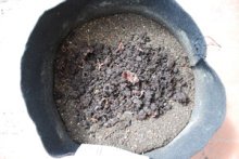Worm Castings in Organic Potting Mix